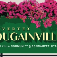 Vertex Bougainvillea